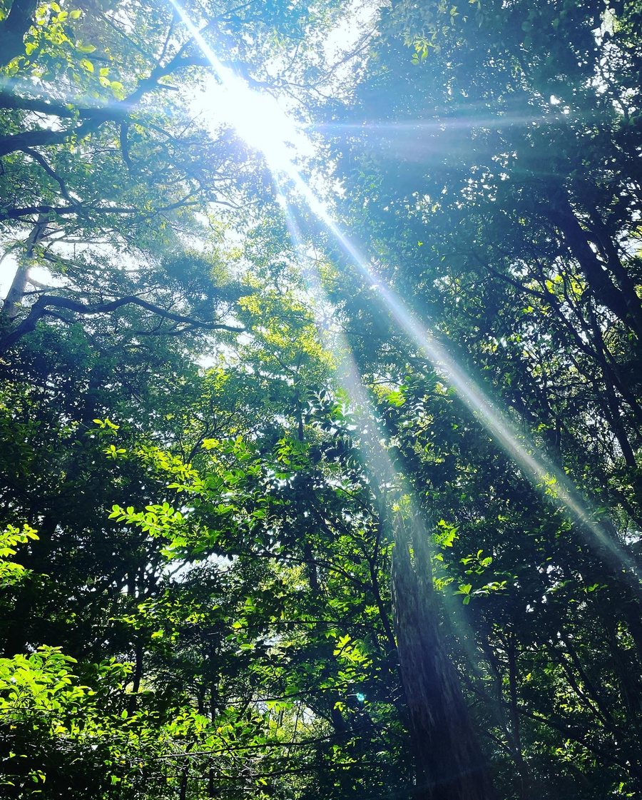 Sunbeams through the forest canopy on the Kubote satoyama retreat