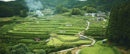 Terraced tea fields in Yame